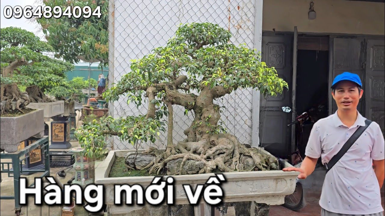 Chiêm ngưỡng loạt cây mới về của An. Đầu tư lớn luôn 