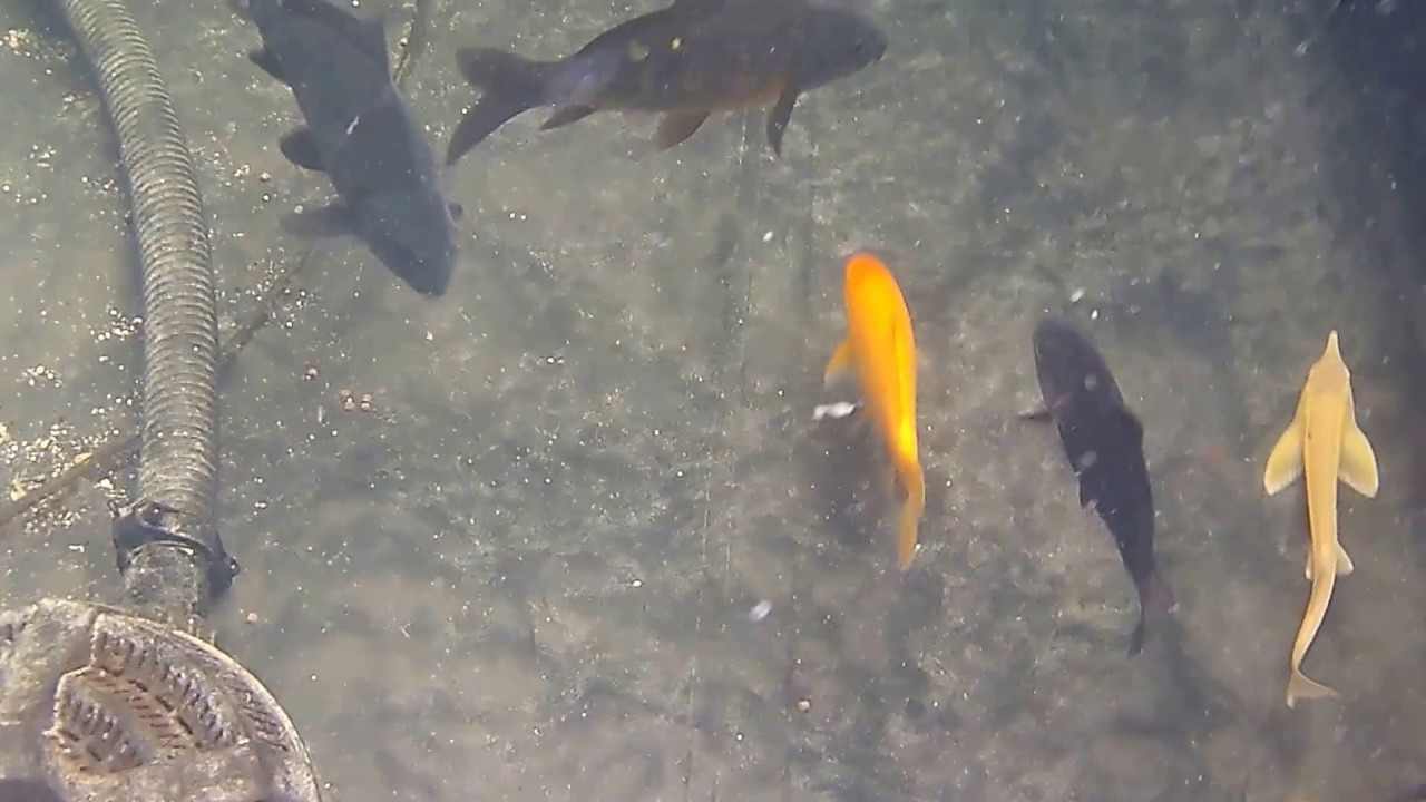 Koi vijver and sturgeons a hobby alongside a passion. #2