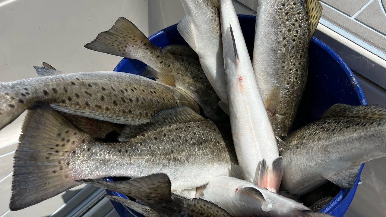 Free line Live Croaker for Fat Mississippi Speckled Trout