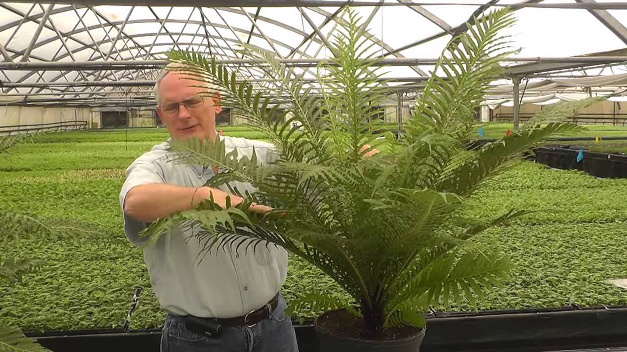 Silver lady and Brazillian Tree HD