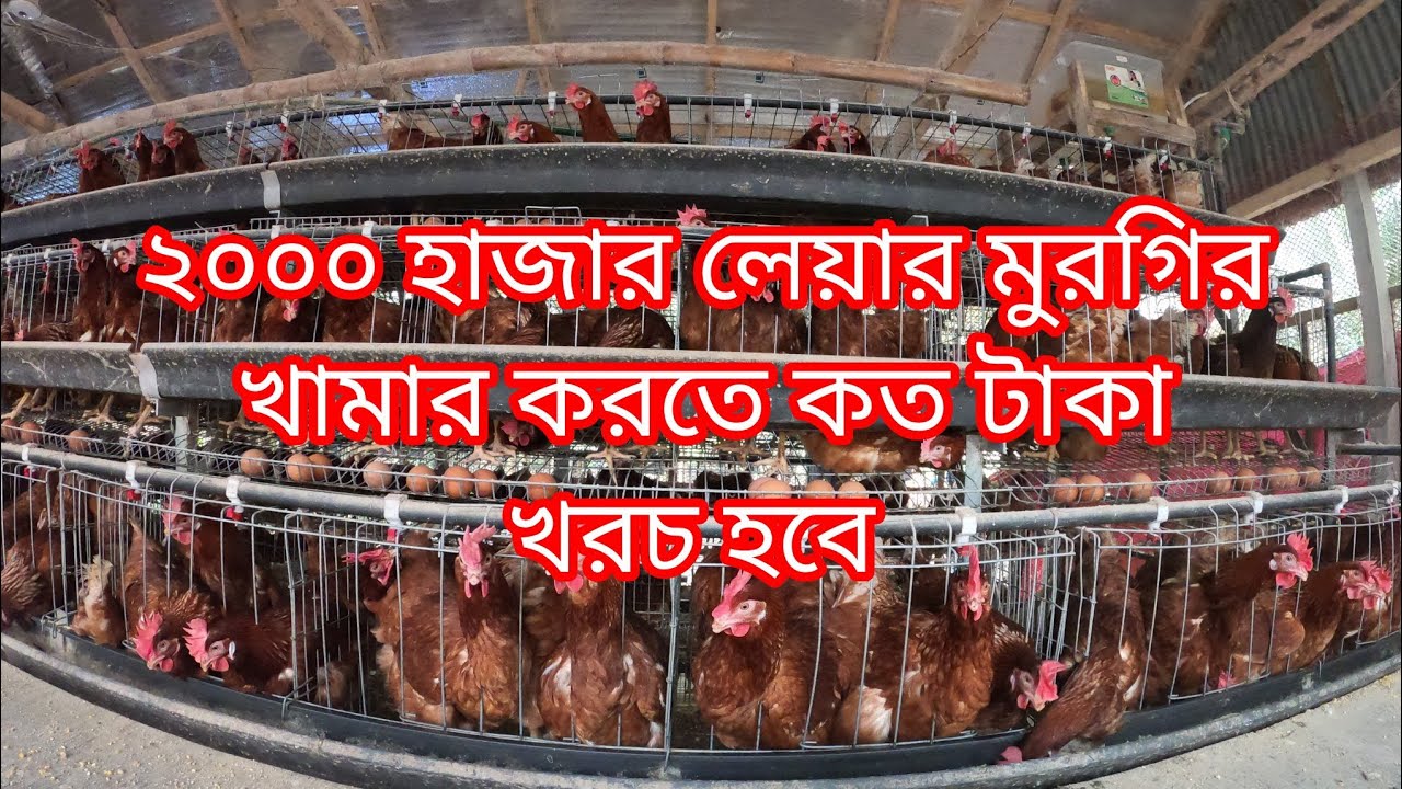 ২০০০ হাজার লেয়ার মুরগির খামার করতে কত টাকা খরচ হবে। 