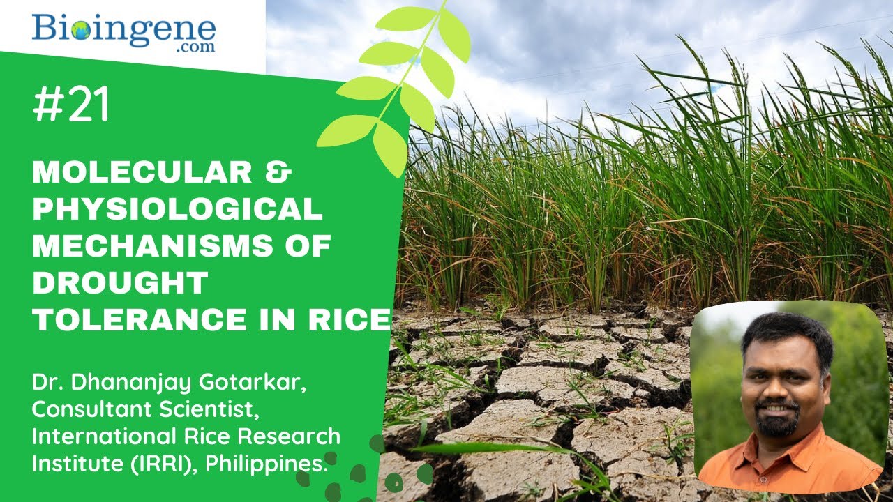 Bioingene.com Webinar on Molecular and physiological mechanisms of drought tolerance in Rice