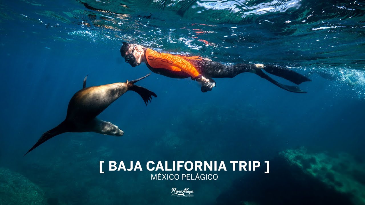 Freediving Baja California with PranaMaya