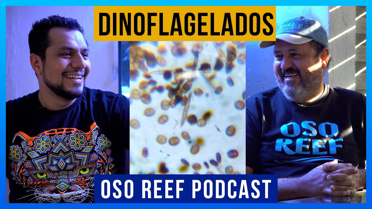 DINOFLAGELADOS - Oso Reef PODCAST