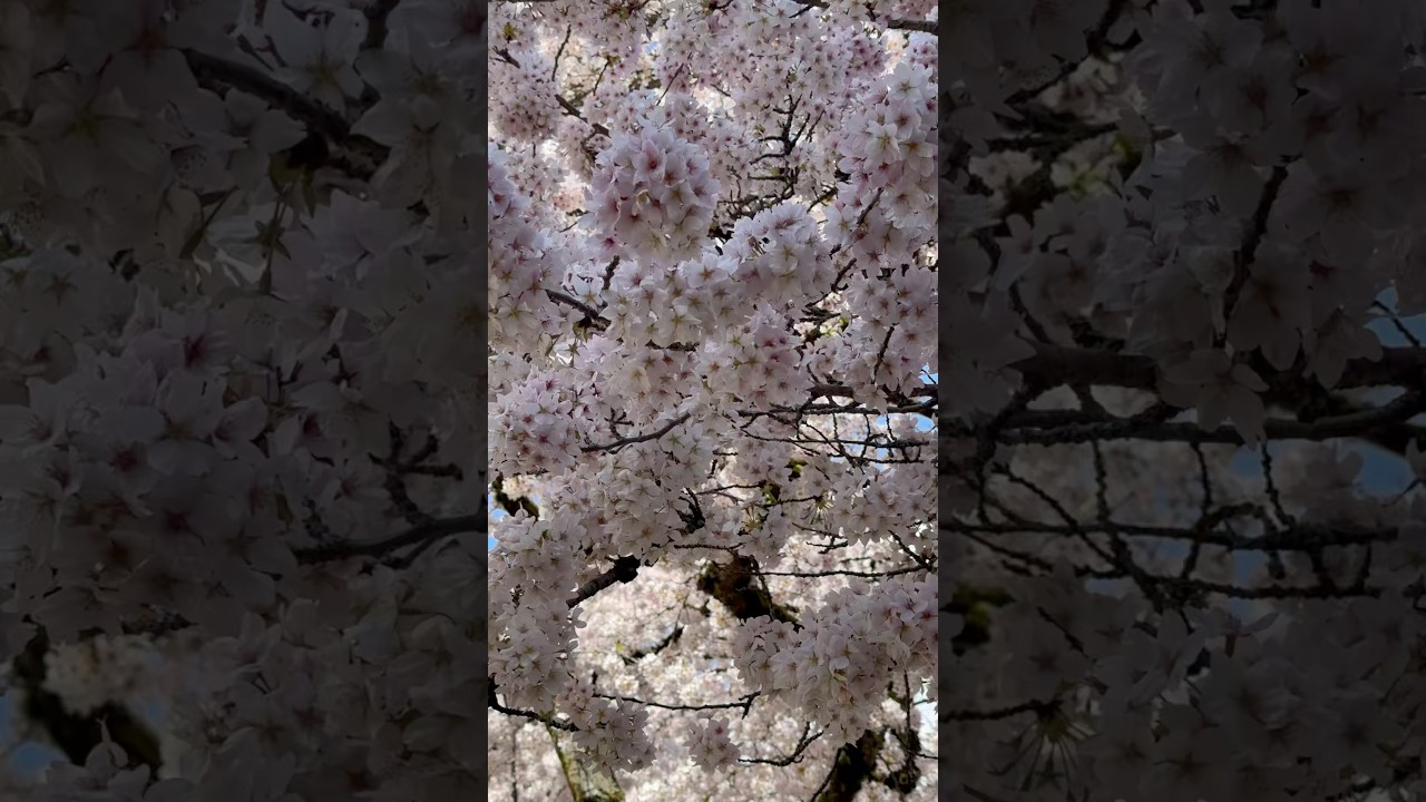 Sakura Flowers 🌸🌸 Seattle   