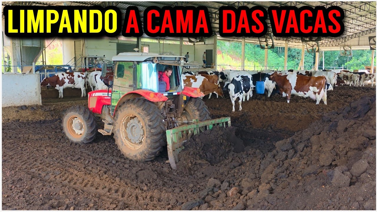 Trocando a CAMA VELHA DAS VACAS por cama nova de maravalha (Compost Barn)