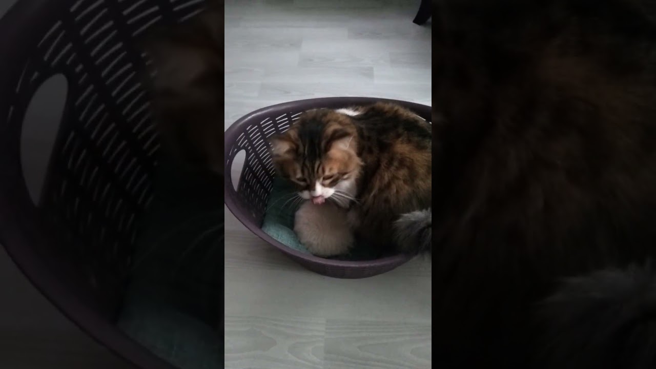 Bademin zeytinle savaşı Abone olun