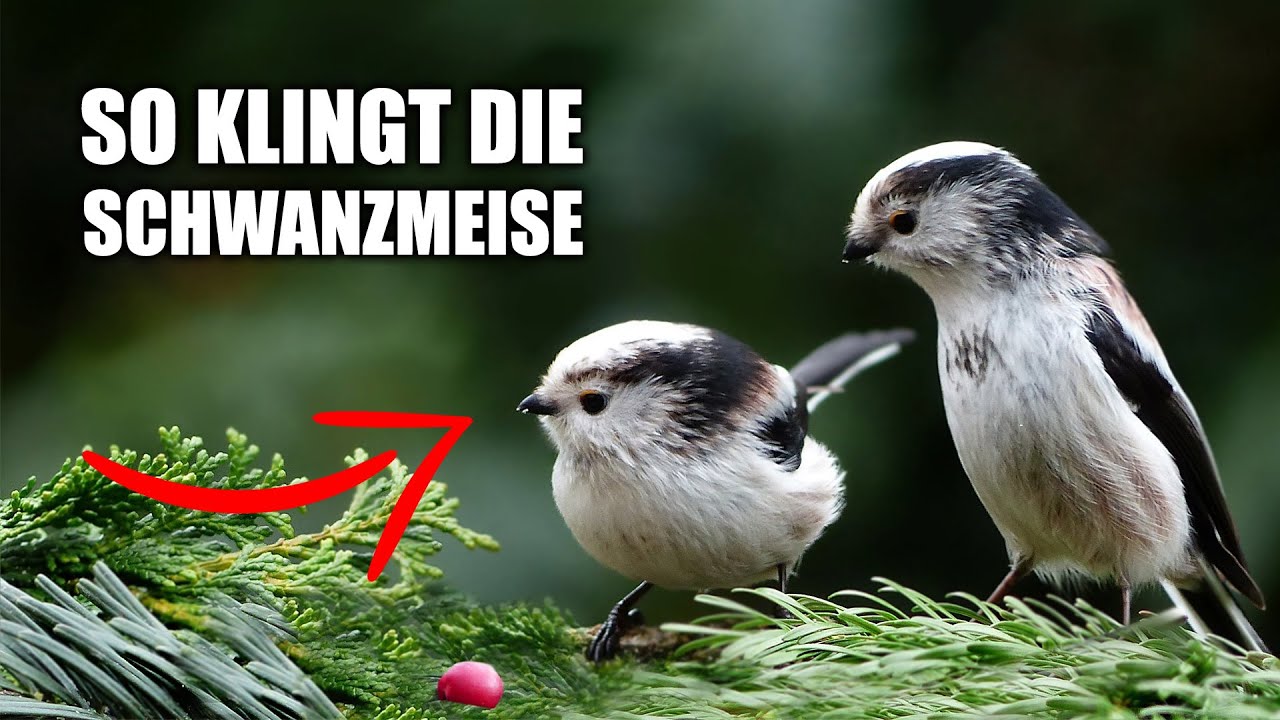 Schwanzmeise - Vogelstimmen lernen