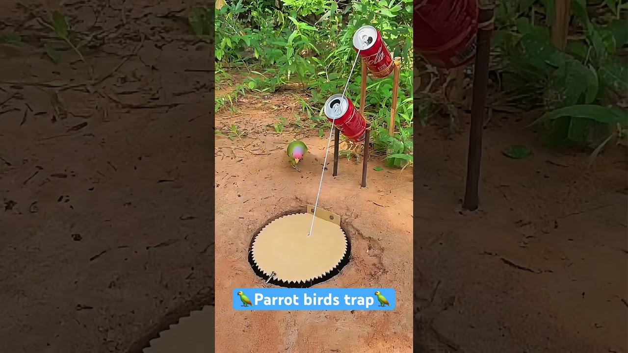 Parrot Catching in Nature🦜👀🦜। #shorts #parrot #birds #trap #funny #comedy #nature
