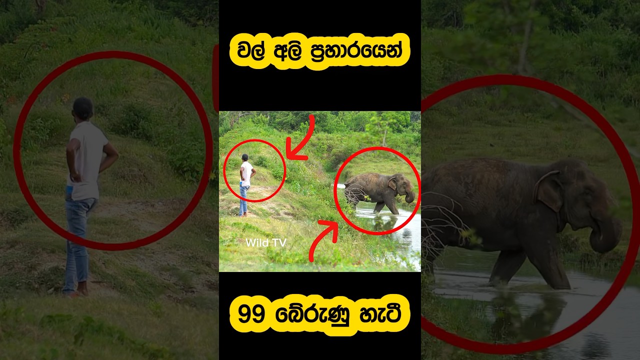 Motorcyclist escapes wild elephant attack🫣#shorts #shortvideo #attack #elephant #youtube #reels #1m