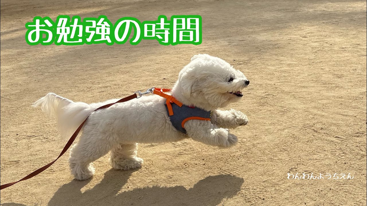 【犬の幼稚園】頭を使うとストレス発散にもなるよ！！
