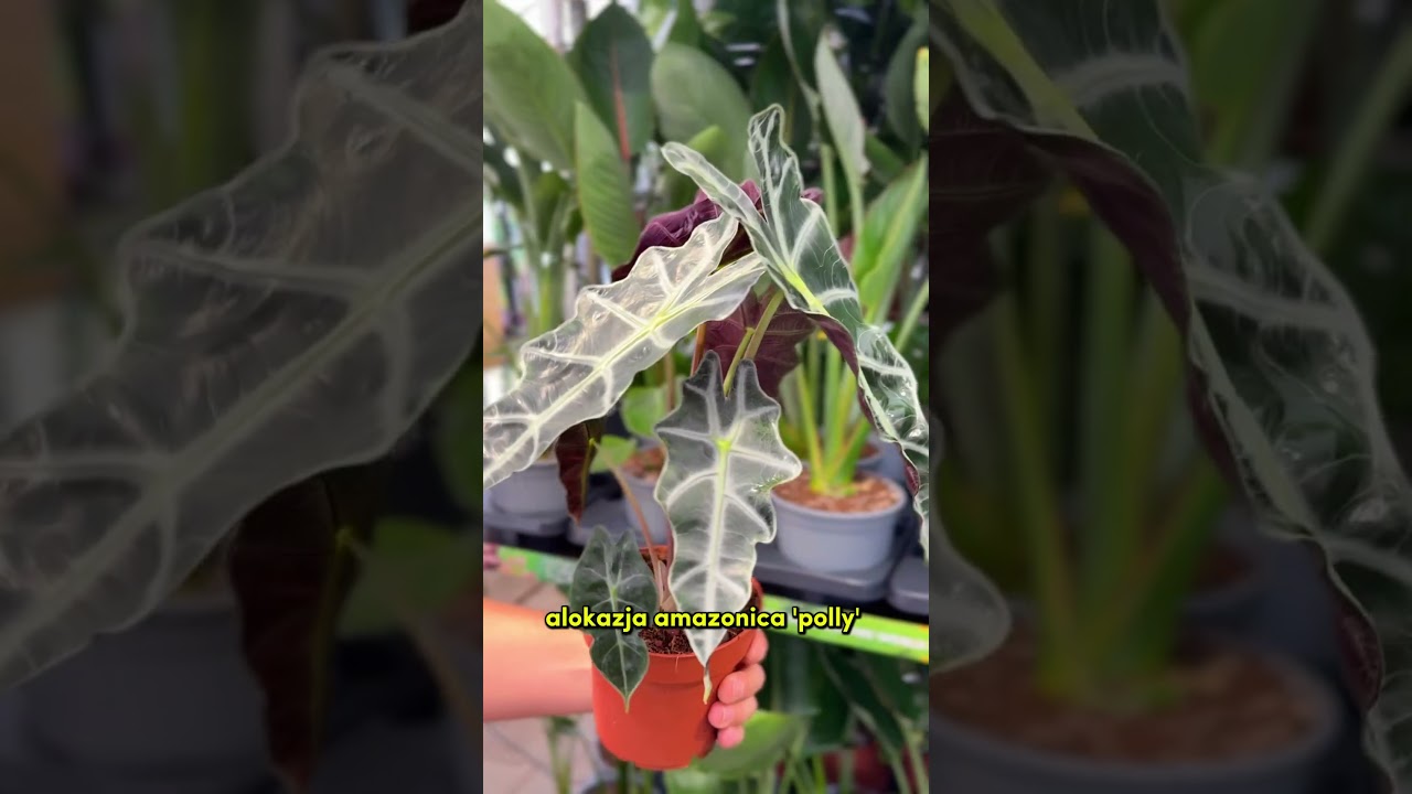 🤯 Takich cen nie było! 🔥 MEGA PROMOCJE na kultowe rośliny w CocaFlora! #cocaflora #plants #rośliny