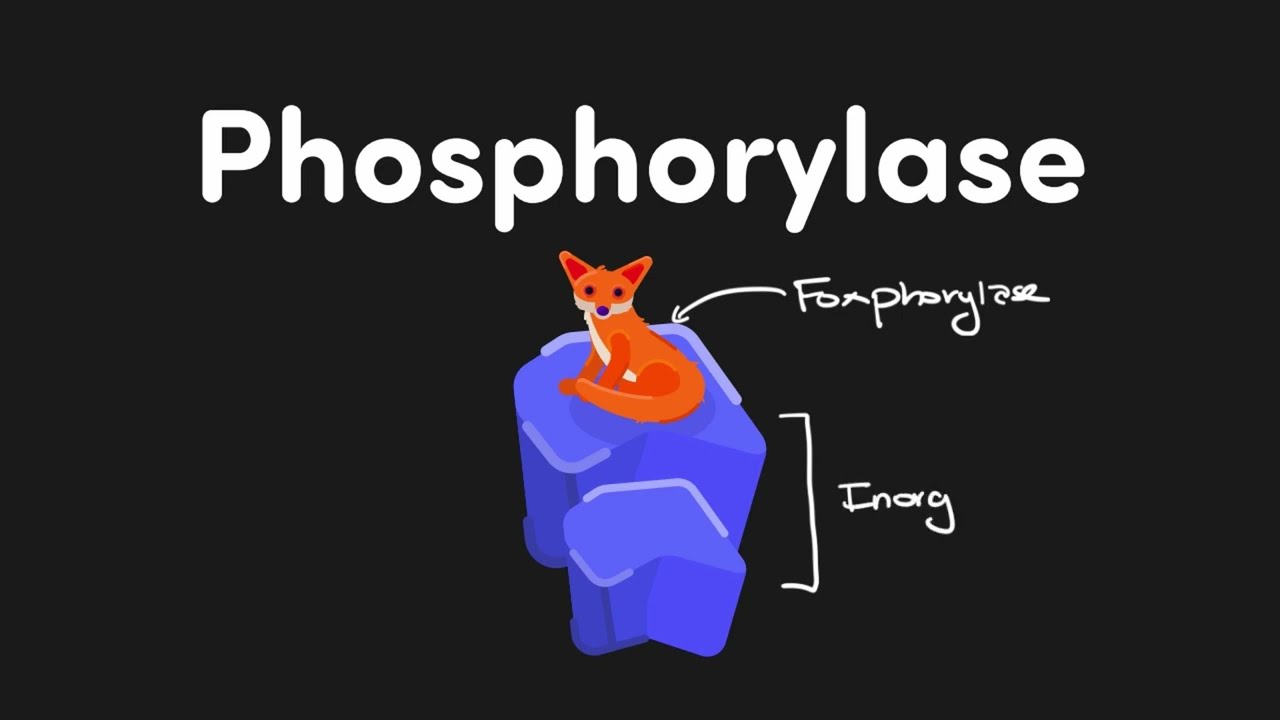 Запоминание метаболизма стало проще: названия ферментов | Содержание MCAT
