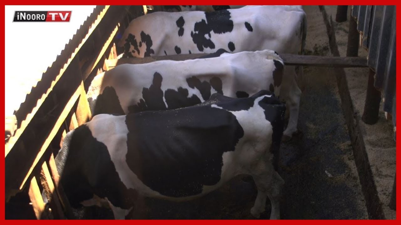 Ũrĩmi wa ng’ombe cia iria Kirinyaga; #MũgamboWaMũrĩmi PART 1