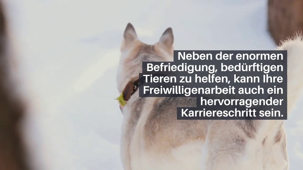 Eine gro&szlig;artige M&ouml;glichkeit, bed&uuml;rftigen Tieren zu helfen | Dominik Hulliger
