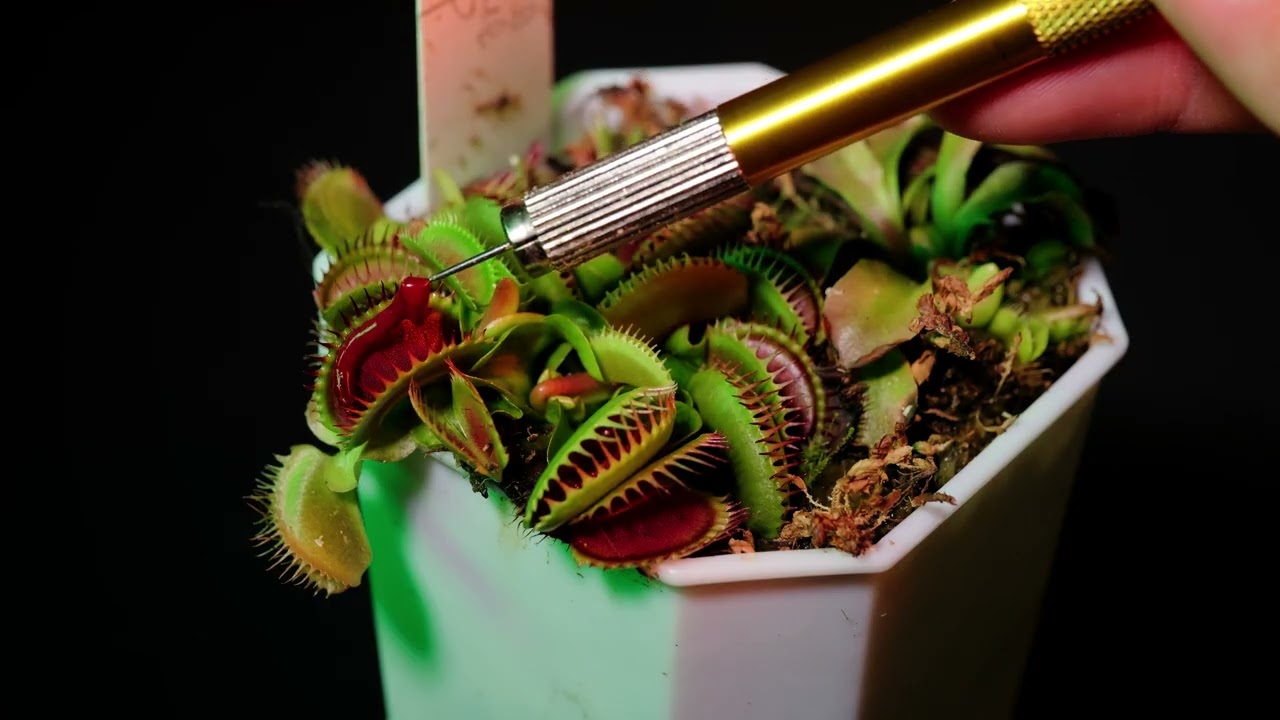 Feeding Frenzy | Venus Flytraps Eating Juicy Red Blood Worms 🪱 