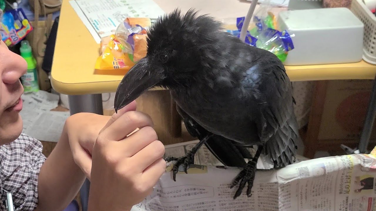 沢山おしゃべりするカラス。しかし大好きな兄弟やパパが来ると…