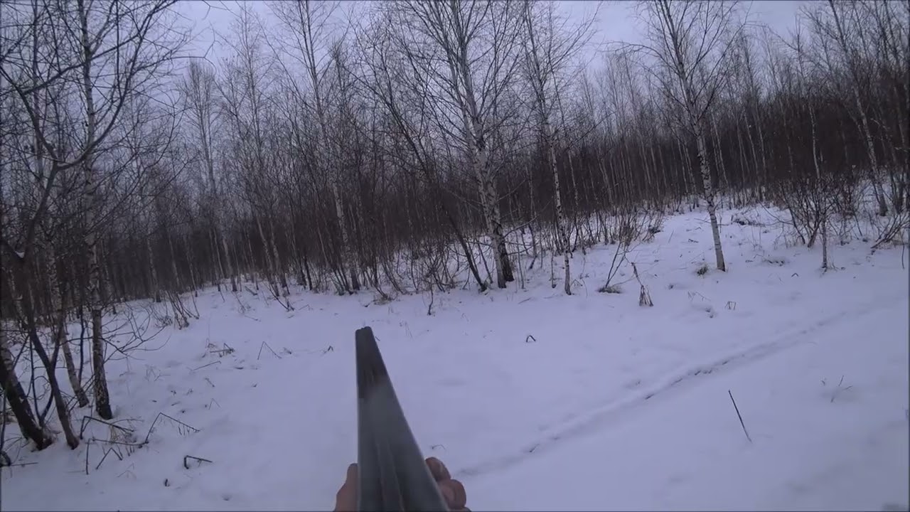 Охота с гончей на зайца!!! Такое ещё не видел!