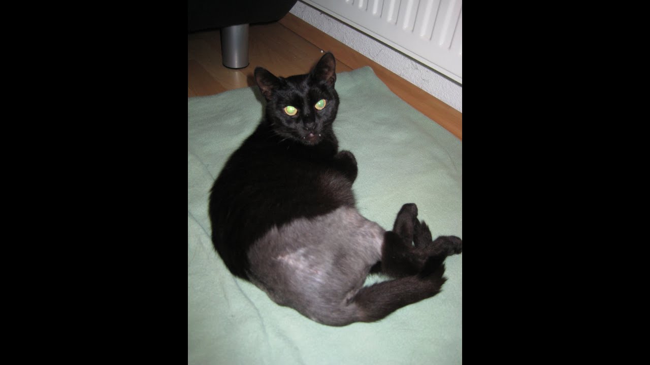 Tierphysiotherapie Katze Reha