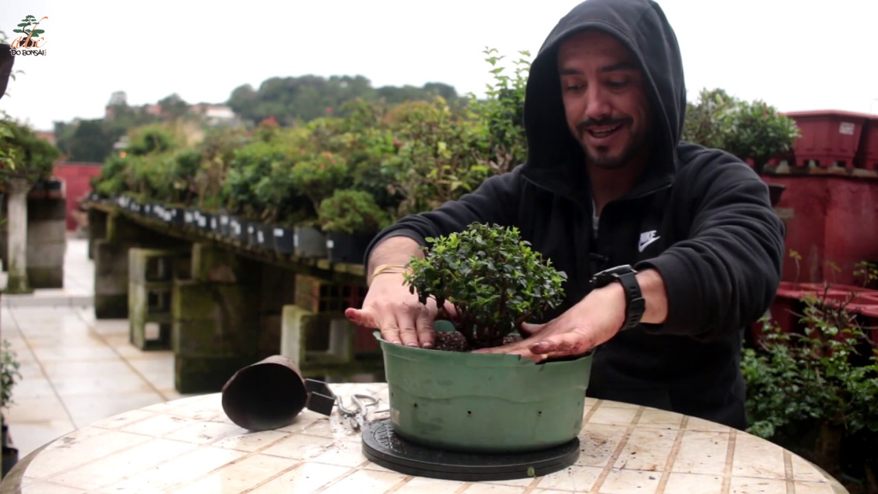 TÉCNICA DE FUSÃO DE TRONCOS PARA ENGROSSAR O BONSAI