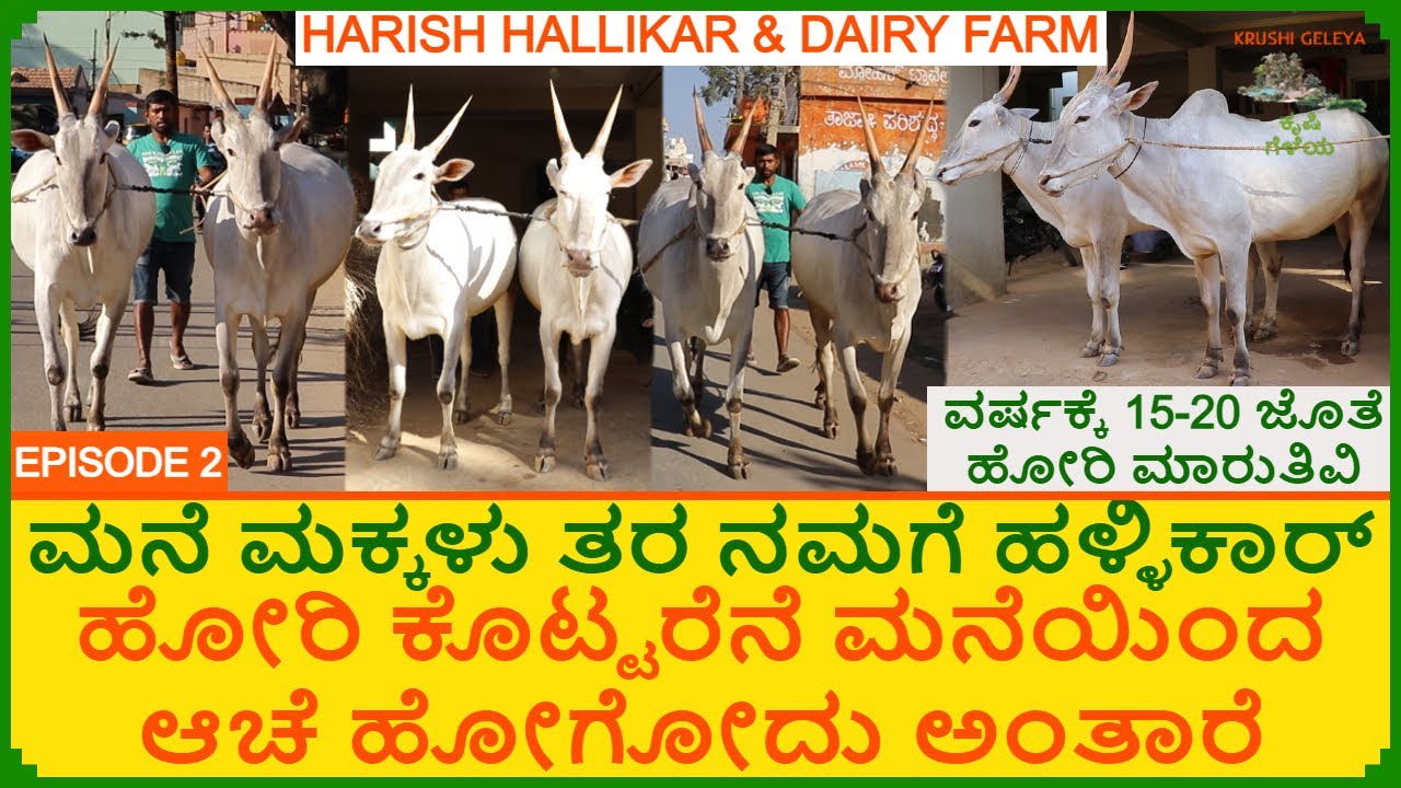 ಈ ಹುಲ್ಲು ತಿಂದಷ್ಟು ಶೈನಿಂಗ್ ಬರುತ್ತೆ | ಮುಡುಕುತೊರೆ ಜಾತ್ರೆ | ದೊಡ್ಡಬಳ್ಳಾಪುರಕ್ಕೆ ಹಳ್ಳಿಕಾರ್ ಫೇಮಸ್ | Hallikar