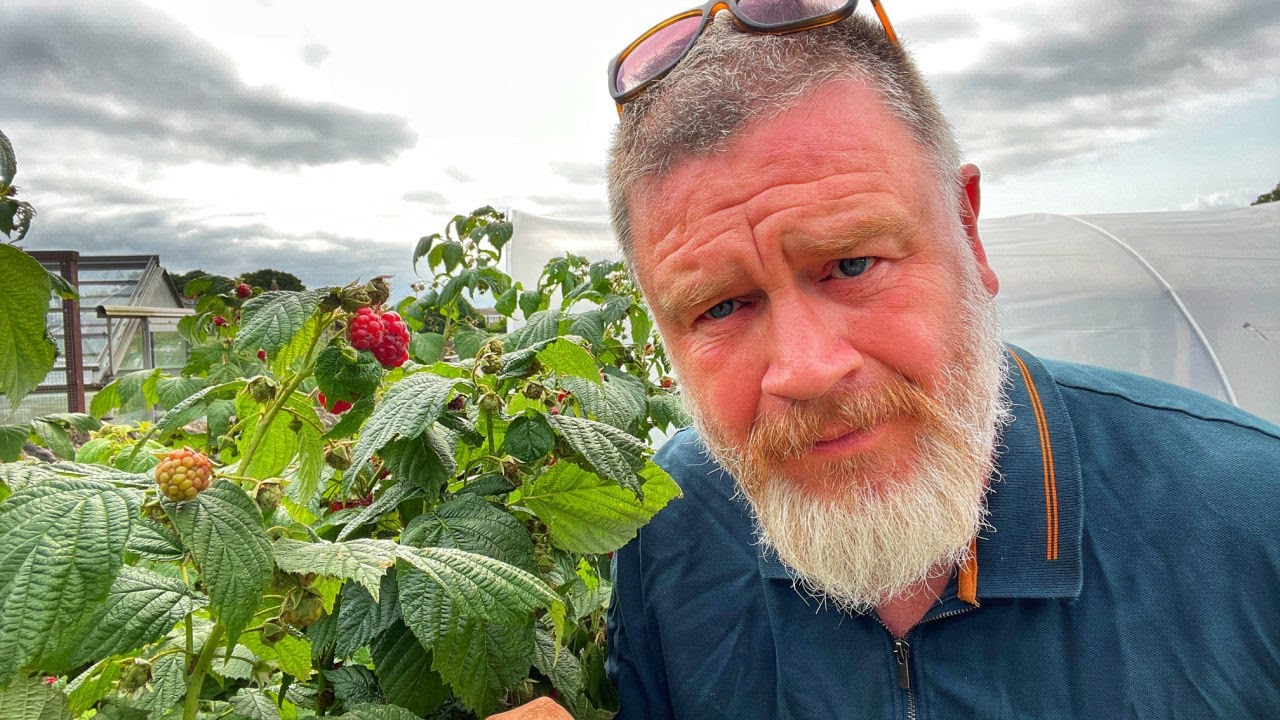 What Has Went Wrong With The Raspberries | Help Me With My Raspberry Problem