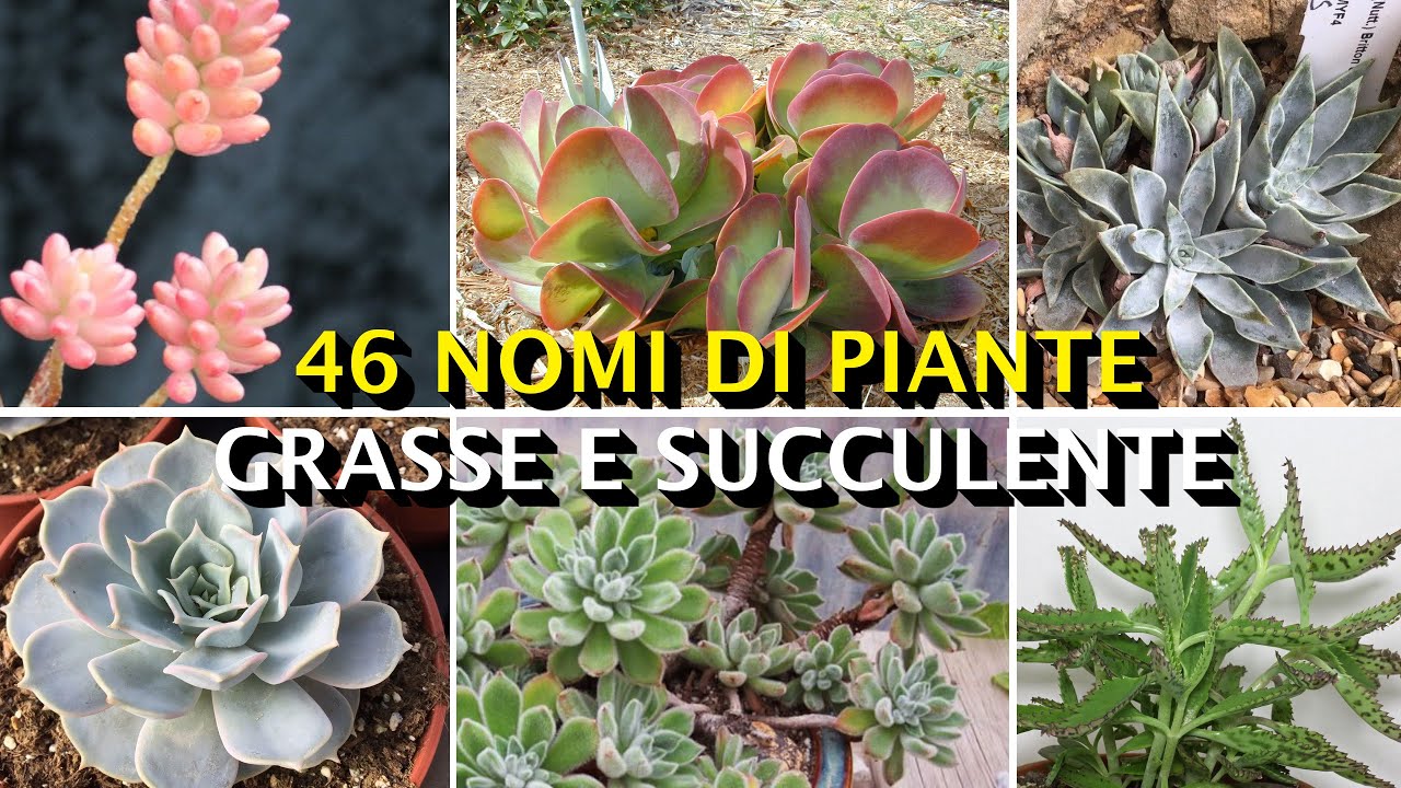 46 PIANTE GRASSE IDENTIFICATE | Nomi scentifici e curiosità