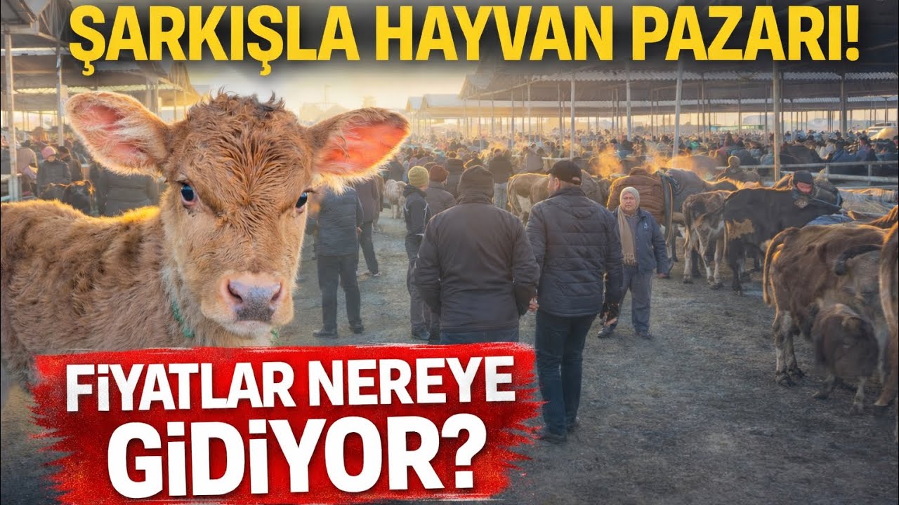 Şarkışla Hayvan Pazarı’nda Neler Oluyor? | Gerçek Pazarlık Anları