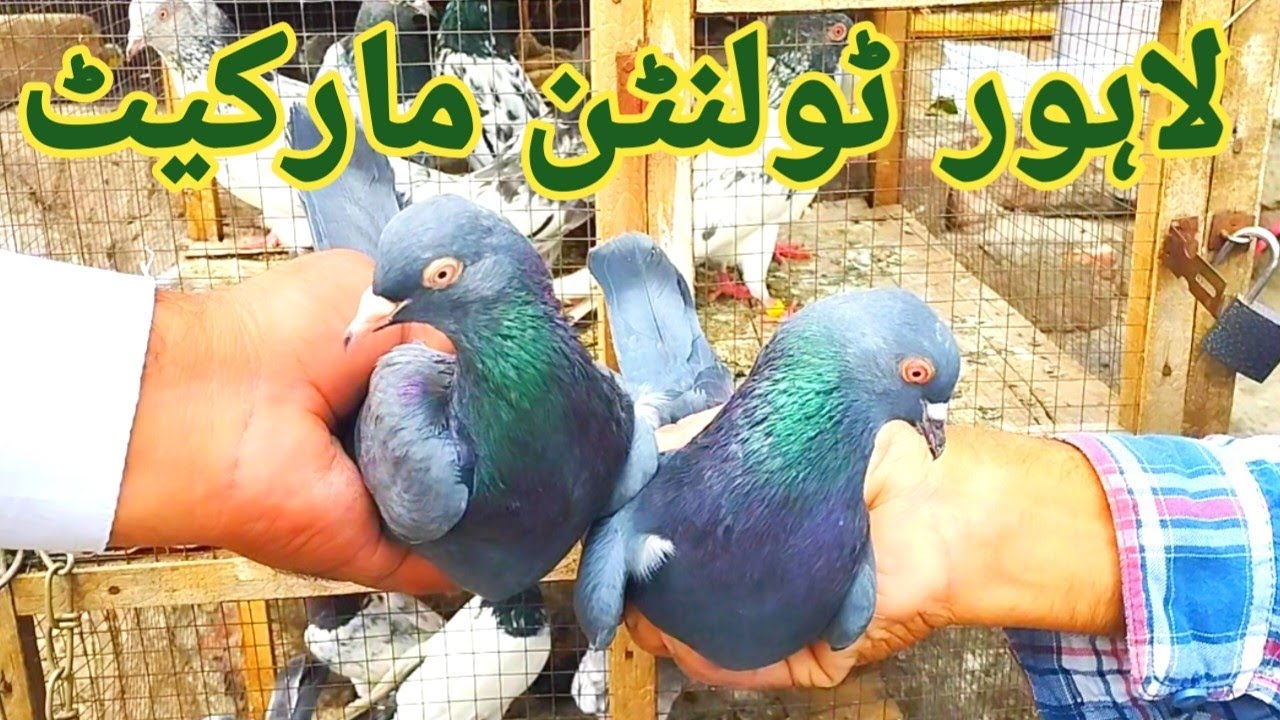 lahore tollinton market main mitho bhai k kabootar .