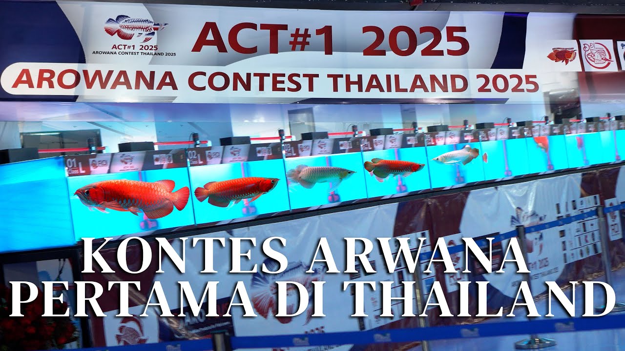 SAWADIKAP ! AROWANA CONTEST PERTAMA DI THAILAND !!! PERSAINGAN KELAS M YANG SANGAT KETAT - ACT #1