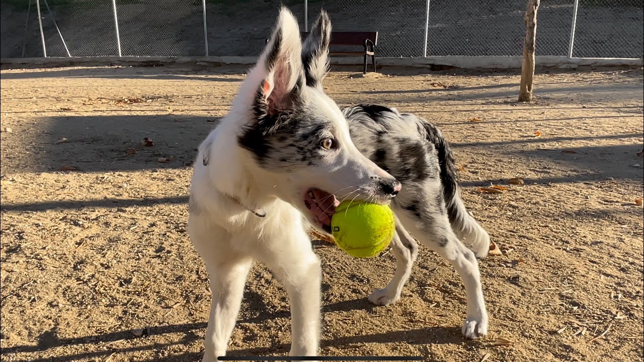 ✅ Border Collie Merle con cuatro meses