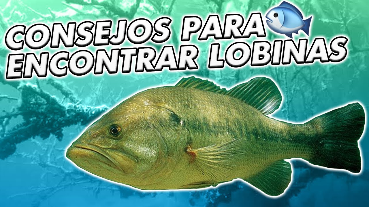 PESCA LOBINAS EN CUALQUIER EMBALSE 😱