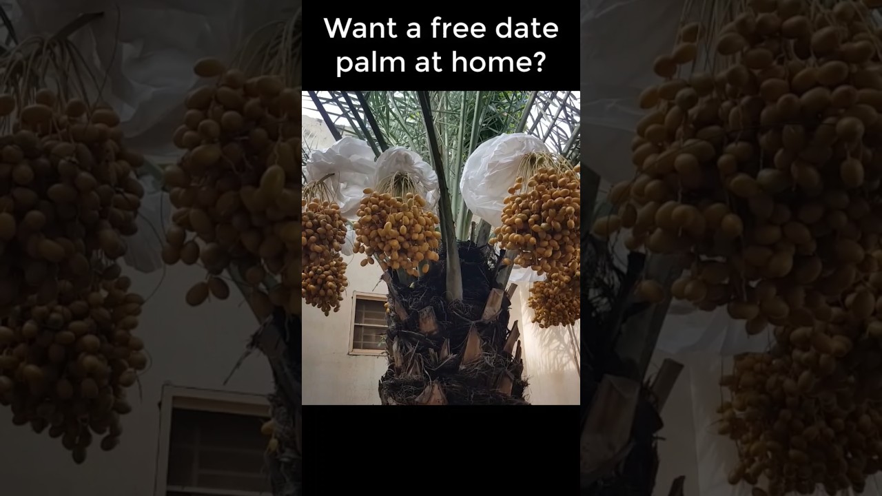 How to Grow Date Palm Tree From Seed - 100% Success #gardening #date