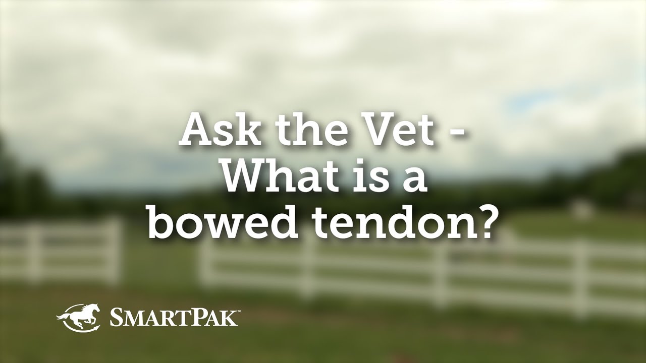 Ask the Vet - What is a bowed tendon?
