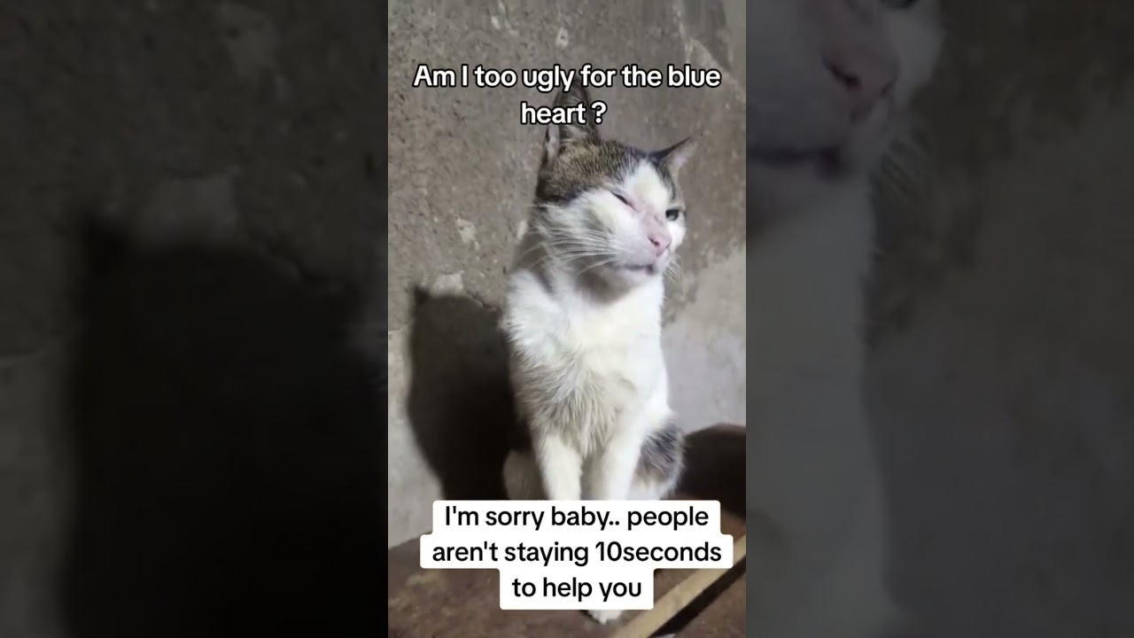 Please show love to my cats please 🙏 