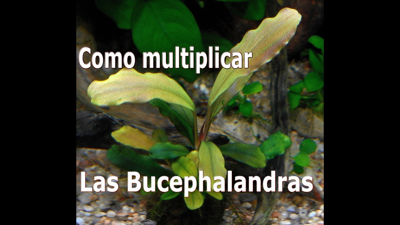 multiplicando las Bucephalandras