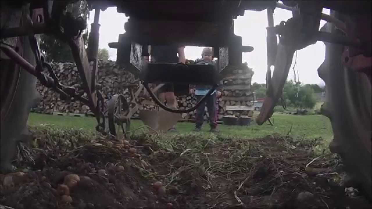 [ GoPro ] Ramassage des PDT 2015 ! IH Farmall F 135 D !