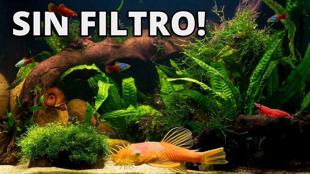 De Acuario Abandonado a Mini Río para Ancistrus