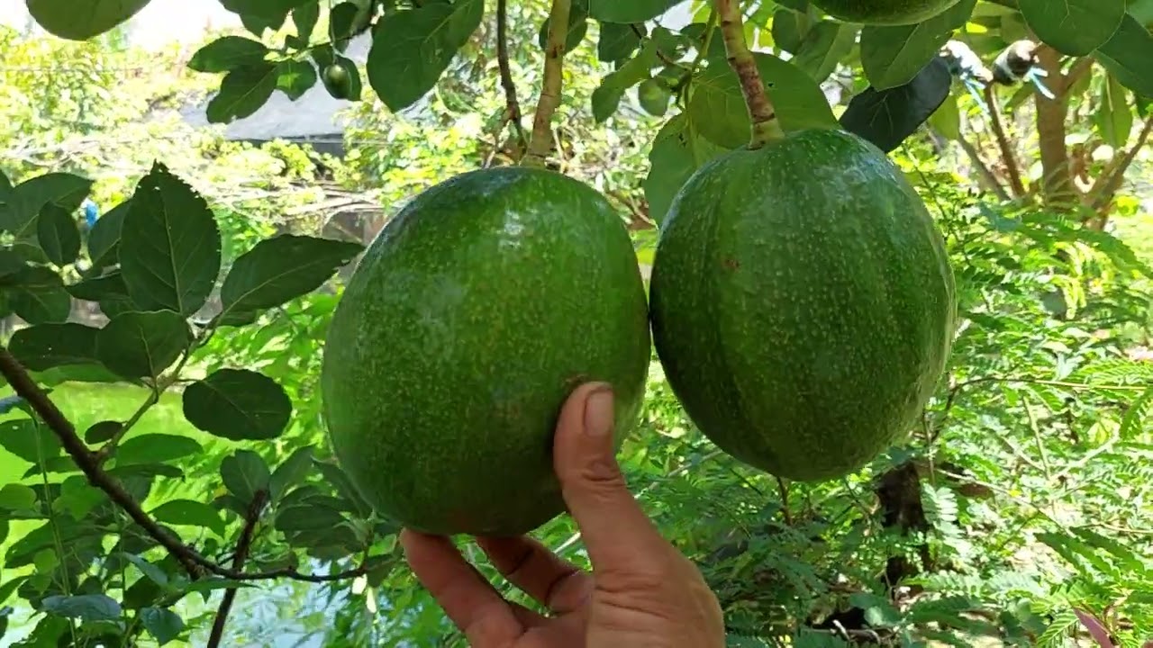 cara memilih alpukat yg sudah tua alpukat kendil #Alfira Farm
