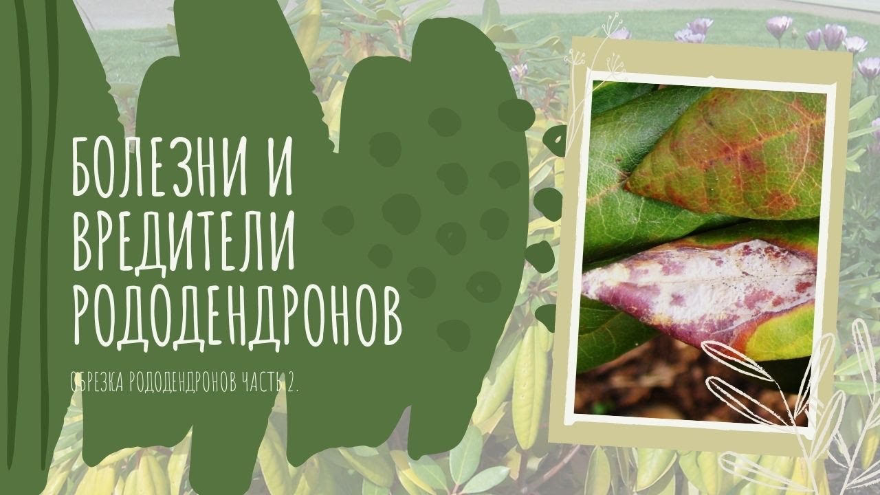 Обрезка рододендронов часть 2. + Бонус болезни и вредители