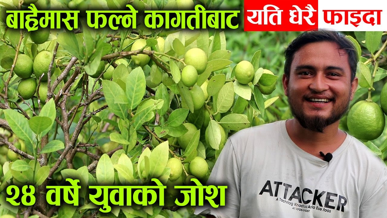 १२ महिना नै फल्ने कागतीबाट यति धेरै फाइदा, २४ वर्षमै बने लखपति  ! │Nepal Chitra