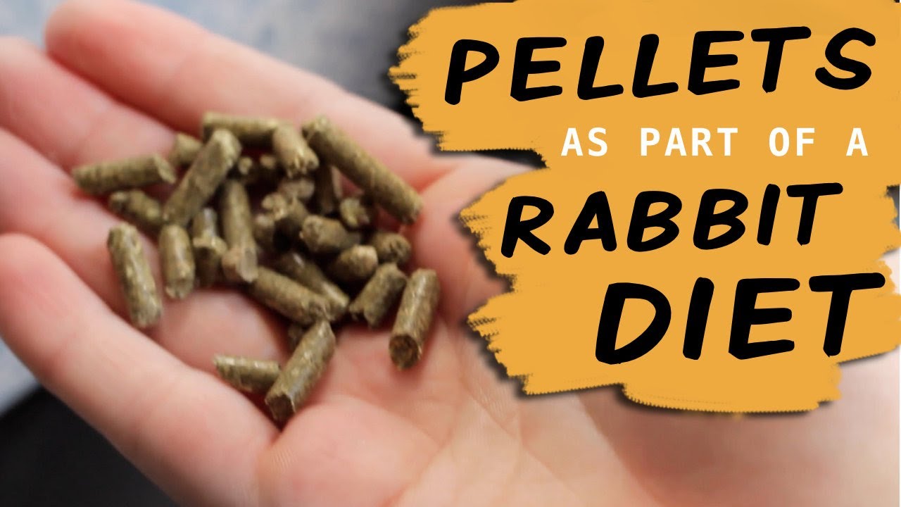 Do Rabbits NEED pellets?