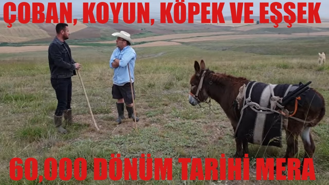 MUHTEŞEM TARİHİ MERA | EMRE TINAZ İLE | ÇOBANLIK BÖYLE YAPILIR ESKİŞEHİR