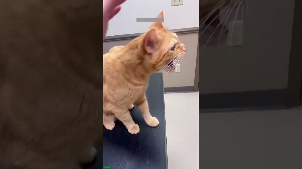 Funny Cats 2025 😻 kitten meowing 😼 # #8076