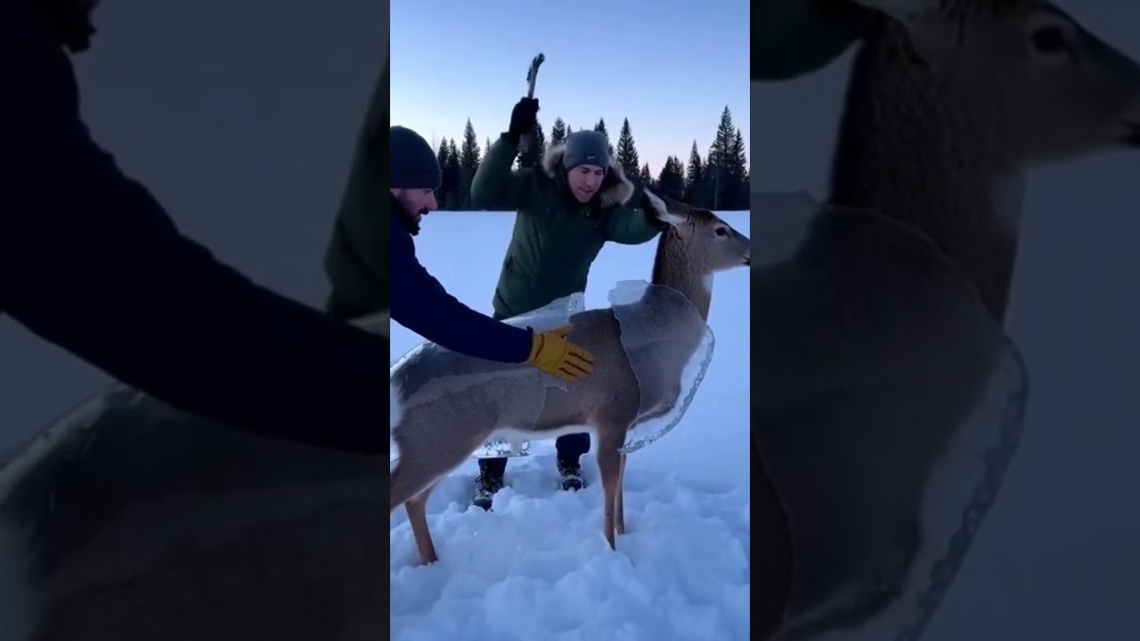 Deer Trapped in Ice Gets Dramatic Rescue #rescue #animals #viral