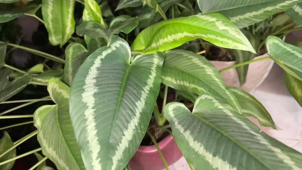 Schismatoglottis wallichii plant ( care and tips)