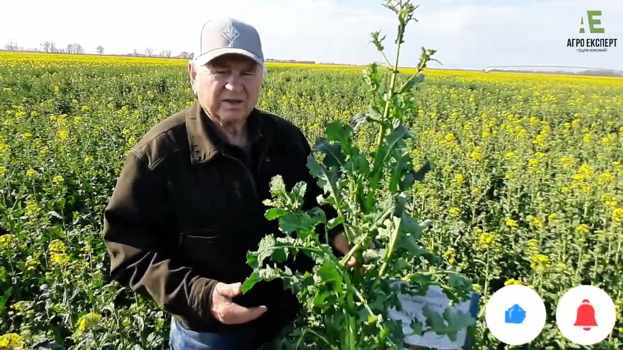 Озимий ріпак Марк КВС на Одещині, та переваги внесення біостимулятору Вітазим на посівах ріпаку