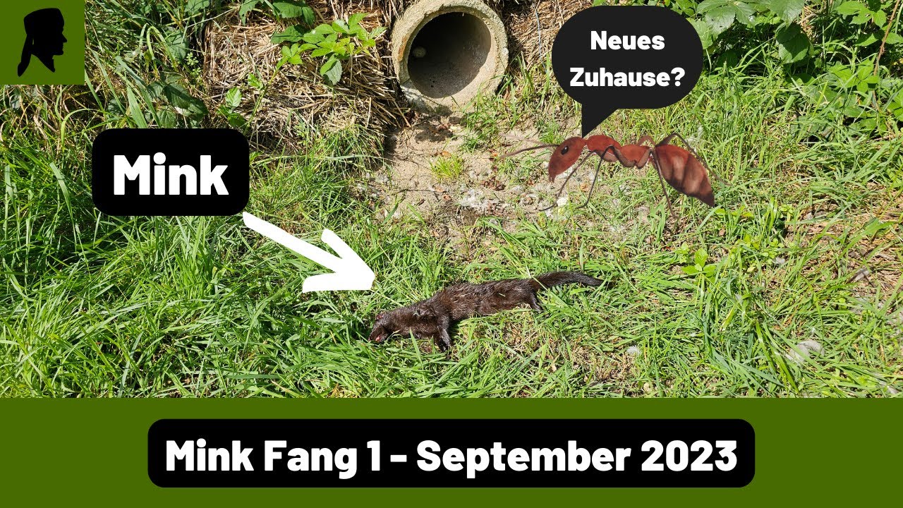 Mink Fang in Betonrohrfalle//Mäuseburg-Falle wird zum Ameisenhaufen//Jagd 2023//TrapperInfo