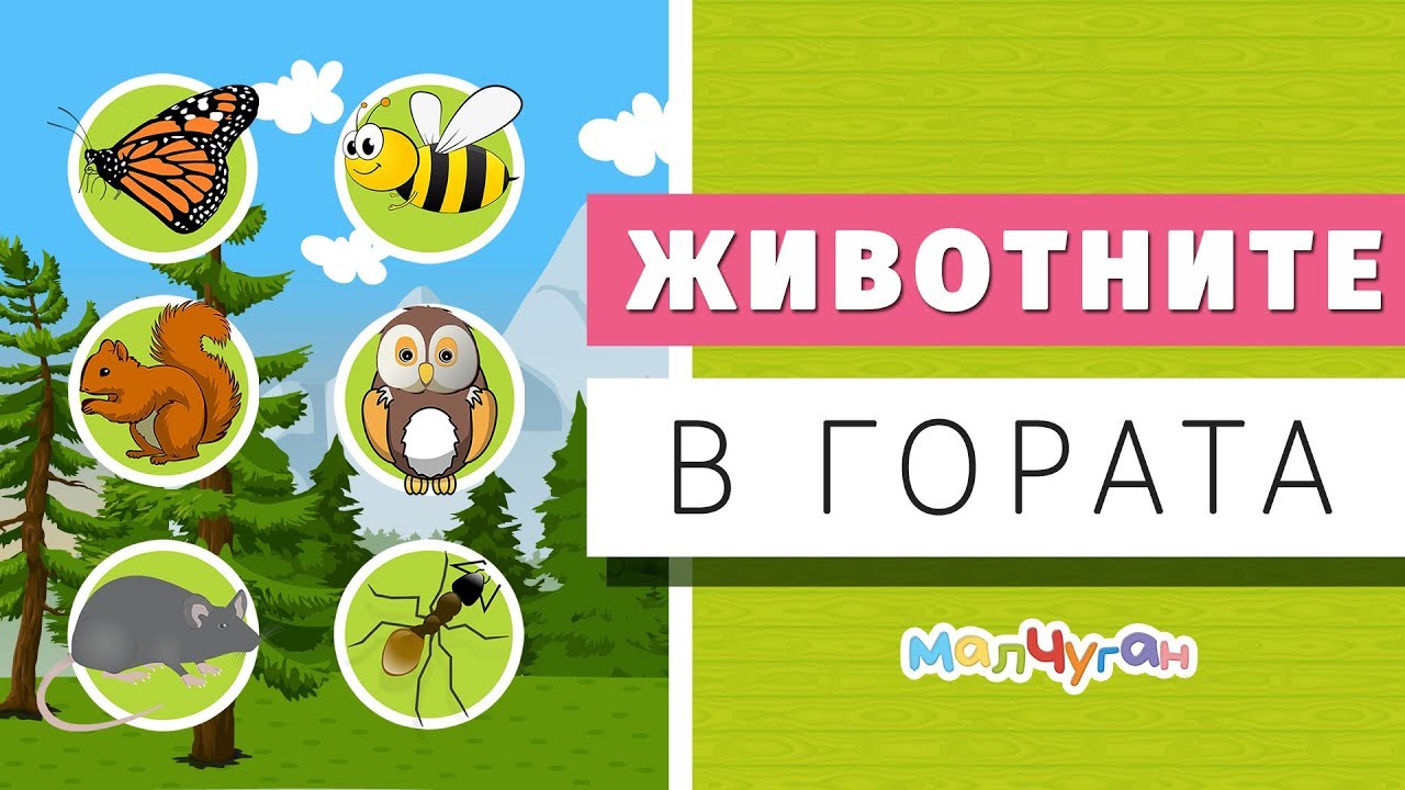 ЖИВОТНИТЕ в гората 🐝🐇🐻