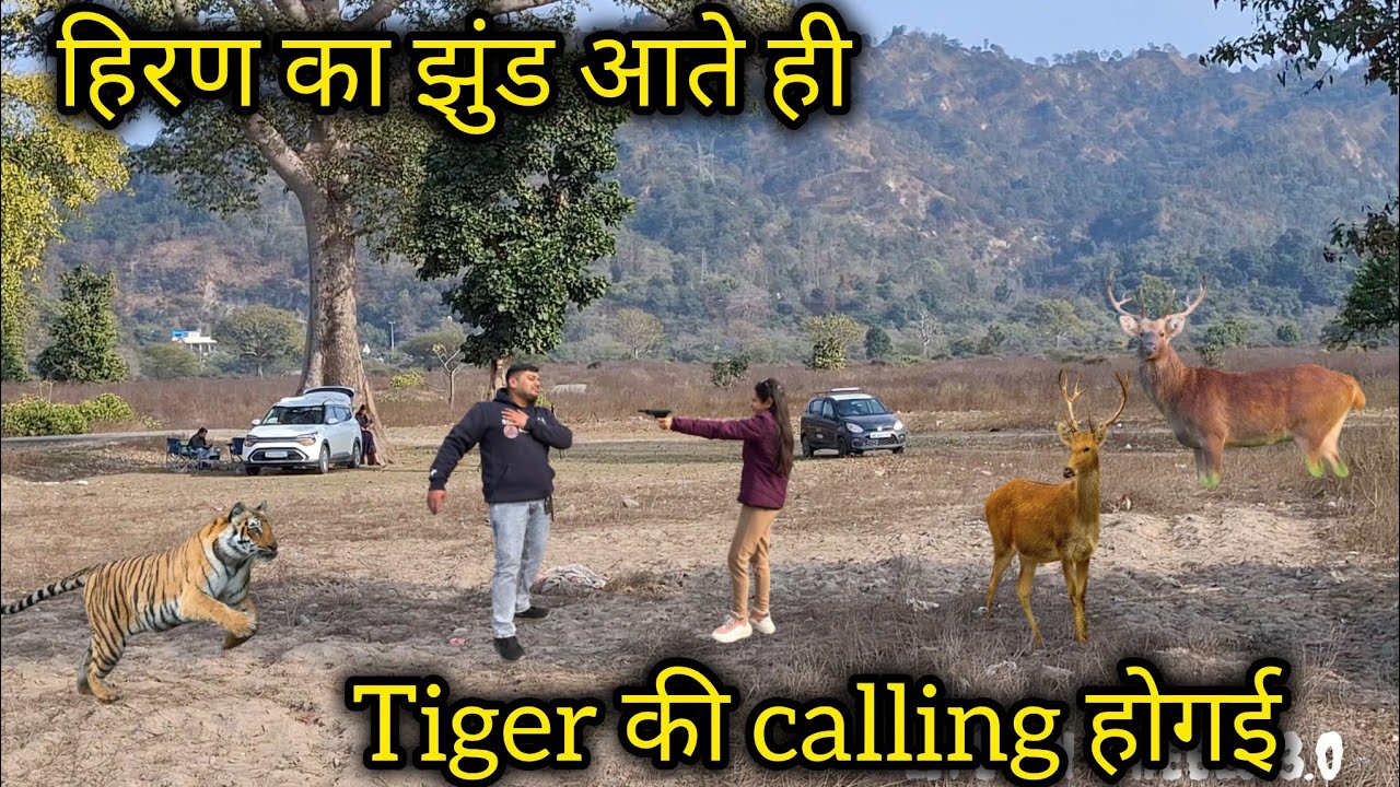 Tiger 🐅 की कॉलिंग होगई हिरण के आते ही ! Jungle camping gone wrong Survival campig@campingwitharyan 
